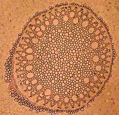 Mikroskopi af aspargesrod i tværsnit
